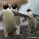 Illustration for article titled Flightless Friday - The Complete Penguin